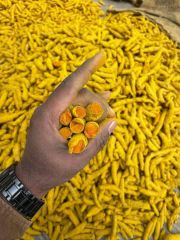 Turmeric finger salem - Image 1