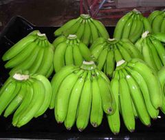 High quality bananas from Vietnam/fresh bananas/100% tax free – product photo 6, product detail gallery