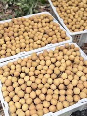 longan - Image 1