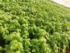 Basil – product photo 2, product detail gallery