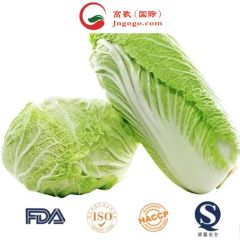 Fresh Green Cabbage From China Kind Fresh Size 1.5kg Color Green Origin China Trademark GOGO HS Code 0706100001 Place of Origin - Image 1