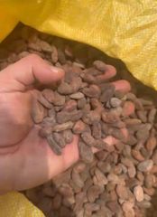 Cocoa Bean – product photo 1, product detail gallery
