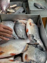 Frozen Red Pomfret WR, IQF, Net weight 90%, Bulk 10kg/ctn - Image 2