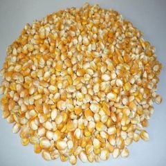 Best quality cheap pricesPremium Yellow Maize Yellow Corn for Animal Feed  Export Quality South Africa - Image 2