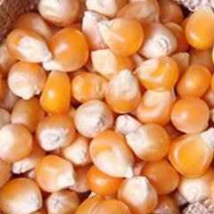 Yellow Corn & White Corn/Maize for Human & Animal Feed FOR SALE/GRADE 1 Non GMO White and Yellow Corn/Maize – product photo 1, product detail gallery
