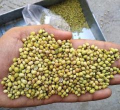 Coriander Seeds - Image 1
