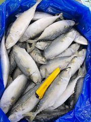 BEST QULAITY FROZEN INDIAN MACKEREL WHOLE - Image 5