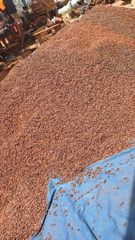 Best Quality Fermented Cocoa Beans – Nigerian & Ivorian Origin – product photo 2, product detail gallery