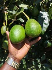 High Quality Fresh Avocado, Farm-to-Table traceable – product photo 1, product detail gallery
