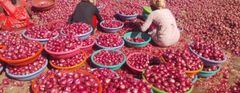 Red Onion – product photo 2, product detail gallery