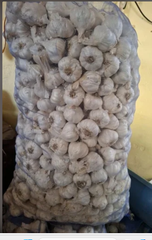 GARLIC - Image 1