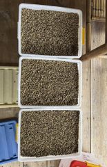 Indonesian Robusta Coffee Beans – product photo 1, product detail gallery