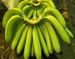 Fresh Green Banana – product photo 1, product detail gallery