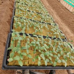 Wholesale Price Hydroponics 5X5X4cm Rock Wool Manufacturer Size Large Color Beige Trademark G&N Density 80kg/M3 Manufacturer - Image 5