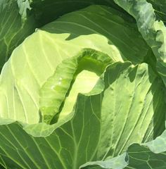 wholesale fresh cabbage Vietnam – product photo 6, product detail gallery