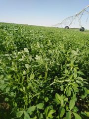 Premium Egyptian Alfalfa Hay Bales - Image 2
