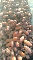 Semi Dried Dates – product photo 4, product detail gallery