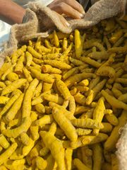 Turmeric Finger – product photo 1, product detail gallery