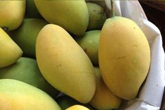 Sunrise Gold Vietnamese Mango - Image 1