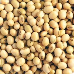 Soybeans - Image 2