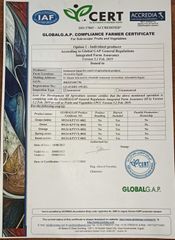 GlOBAL G.A.P  certificate from Saint Maria for export fruit and vegetables