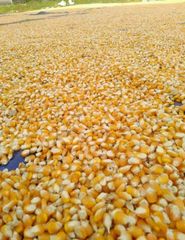 GMO or NON GMO CORN / MAIZE /Yellow Corn & White Corn Maize for Human & Animal Feed - Image 2