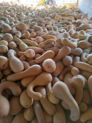 Pumpkin Purity 100% Natural Growth Method Grown In Soil And Water - Image 1