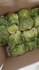 Lettuce Iceberg Flavor Mild Texture Crisp Packing 9 Kgs/carton Color Pale Green And White Container Capacity ± 12 Tons Average Weight ± 600 - Image 1