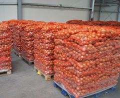 Fresh Onion - Image 2