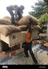 Cocoa Beans - Image 1