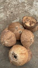 Coconut Shell - Image 2