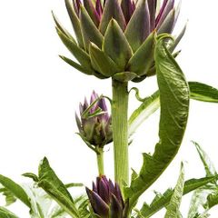 Artichoke leaf extract - Image 1