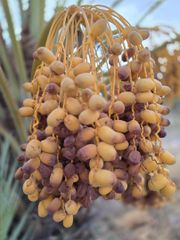 Dates and citrus fruits - Image 3