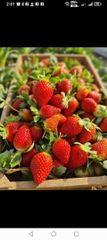 STRAWBERRY – product photo 3, product detail gallery