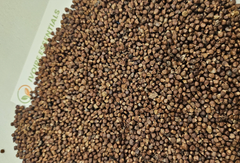 Aframomum melegueta / grains of paradise: used in nutraceutical industry as well as on African cuisine - Image 1