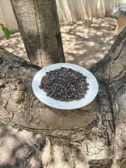 Black Pepper (Piper Nigrum) - Image 2