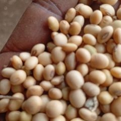 Soyabeans - Image 1