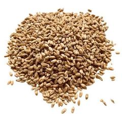 Premium Quality Wheat Grains for Flour, Bakery & Food Processing | Bulk Supply internationally - Image 6