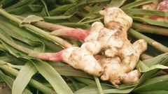 Ginger Address Thailand Manufacturer Farmers Place of Origin Thailand - Image 5