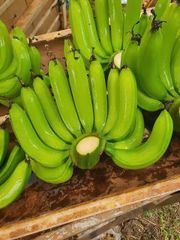 Fresh Cavendish Bananas & Saba (Cardava) Bananas from the Philippines – product photo 3, product detail gallery