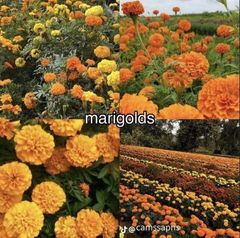 Marigolds – product photo 5, product detail gallery
