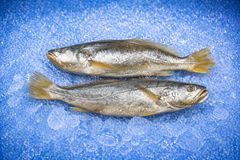fishFROZEN TIGERTOOTH CROAKER – WHOLE – product photo 1, product detail gallery