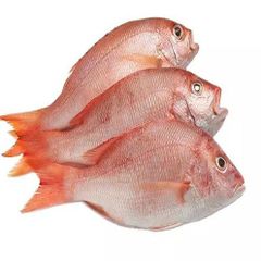 Frozen Red Seabream Fish Supplier. - Image 1