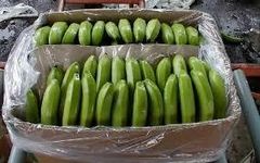 Fresh Cavendish Banana - Image 4