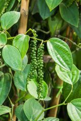 Black Pepper – product photo 3, product detail gallery