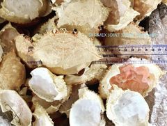 Premium Dried Crab Shell Eco- Friendly for Stuffing & Decoration - Image 1