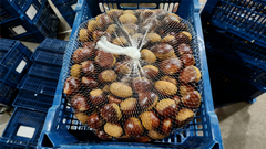 Fresh chestnut - Image 5