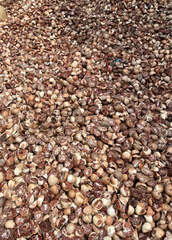 Betel Nut Split Great Quality 90-95 Moisture Max 5% Natural brown (no artificial coloring) – product photo 2, product detail gallery