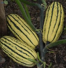 Organic Squash Delicata Best Prices - Image 1