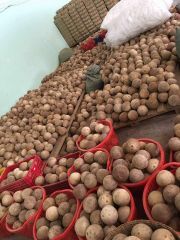 Semi Husked Coconut - Image 2